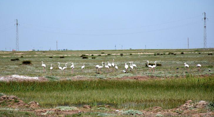Tuz Gölü'ne flamingo göçü G2