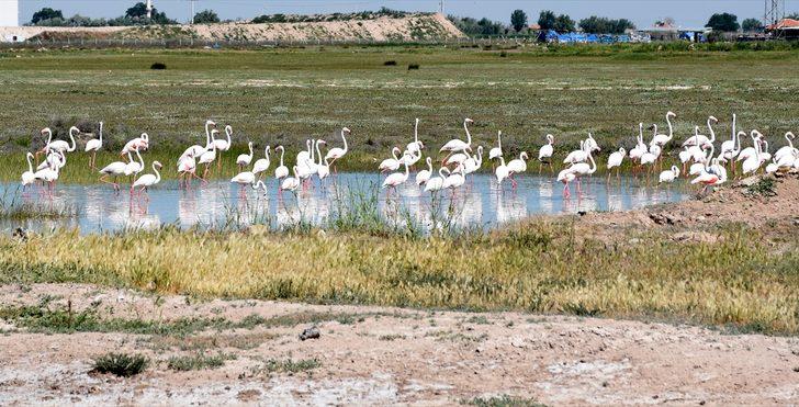 Tuz Gölü'ne flamingo göçü G3