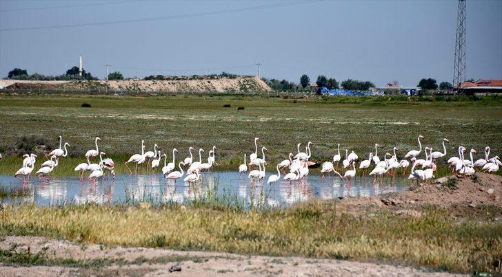 Tuz Gölü'ne flamingo göçü G4