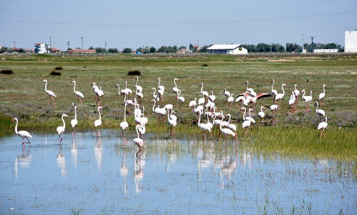 Tuz Gölü'ne flamingo göçü G5