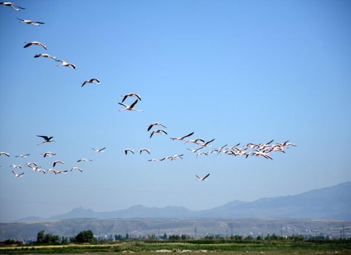 Tuz G&ouml;l&uuml;'ne flamingo g&ouml;&ccedil;&uuml;