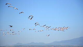 Tuz Gölü'ne flamingo göçü