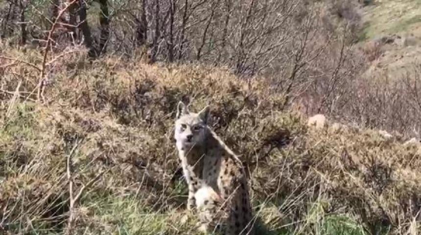 Elazığ Karakoçan'da avını yiyen vaşak görüntülendi