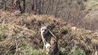 Elazığ Karakoçan'da avını yiyen vaşak görüntülendi