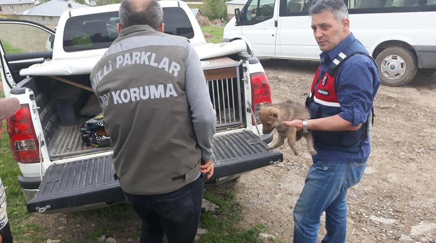 Kurtları &ouml;ld&uuml;rerek yavrularını sahiplenen 4 kişiye 15 bin 25 lira para cezası