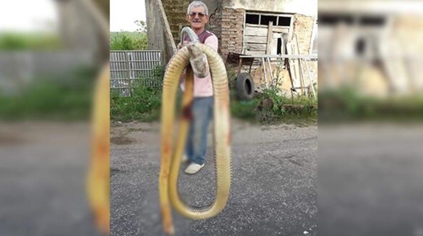 Torunlarına saldıran dev yılanı tüfekle öldürdü