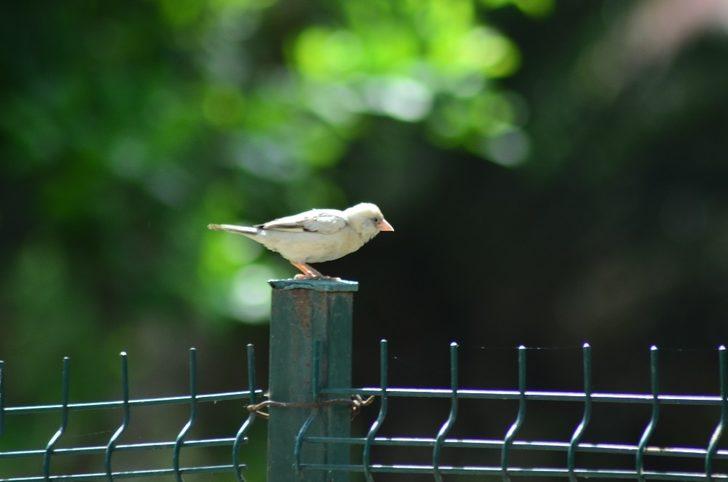 Doğada nadir görülen beyaz serçe Osmaniye’de görüntülendi G1