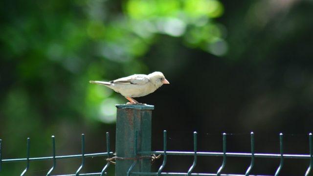 Doğada nadir görülen beyaz serçe Osmaniye’de görüntülendi