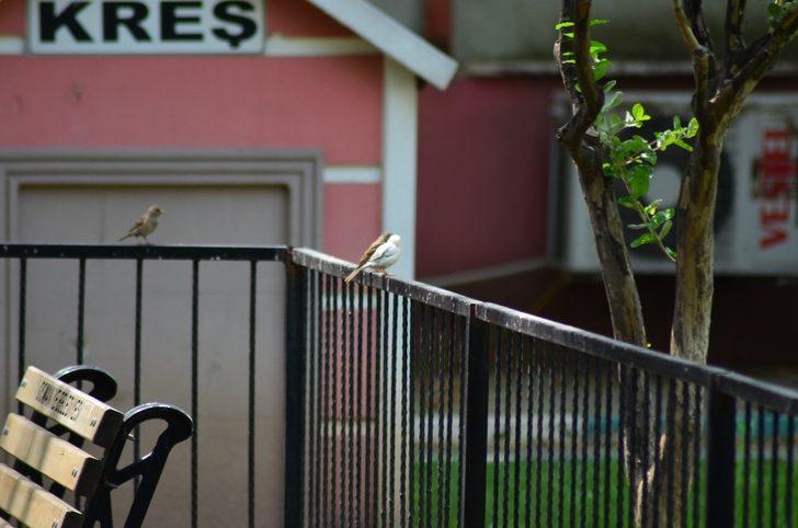 Doğada nadir görülen beyaz serçe Osmaniye’de görüntülendi G2