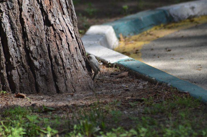 Doğada nadir görülen beyaz serçe Osmaniye’de görüntülendi G3