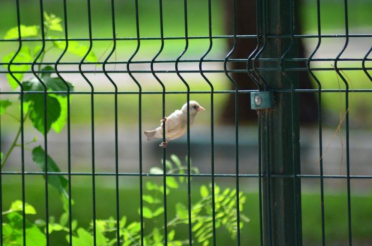 Doğada nadir görülen beyaz serçe Osmaniye’de görüntülendi G4