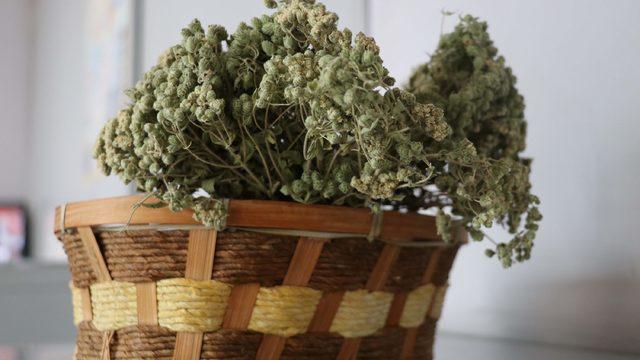 Antik çağlardan bu yana kullanılan şifa kaynağı kekiğin faydaları nelerdir?