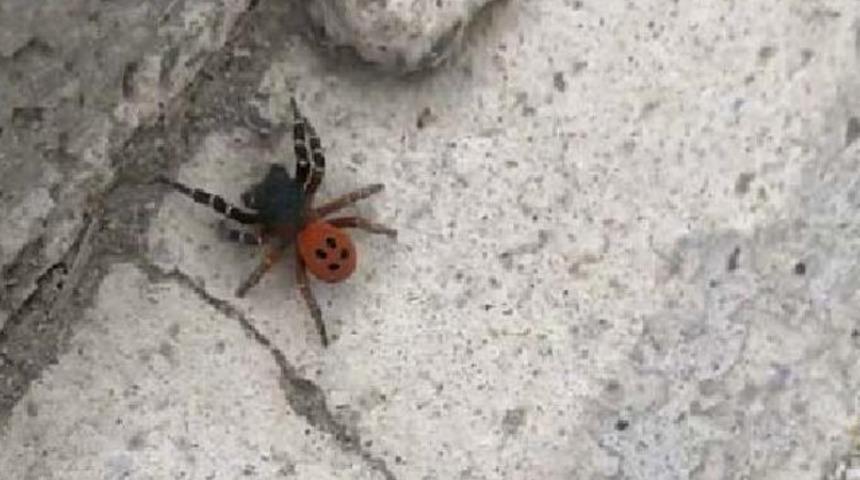 Sosyal medya bu g&ouml;r&uuml;nt&uuml;y&uuml; konuşuyor! Ankara'da &ouml;r&uuml;mcek paniği