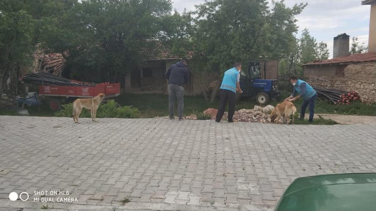 Aslanapa&rsquo;da sokak hayvanları unutulmadı