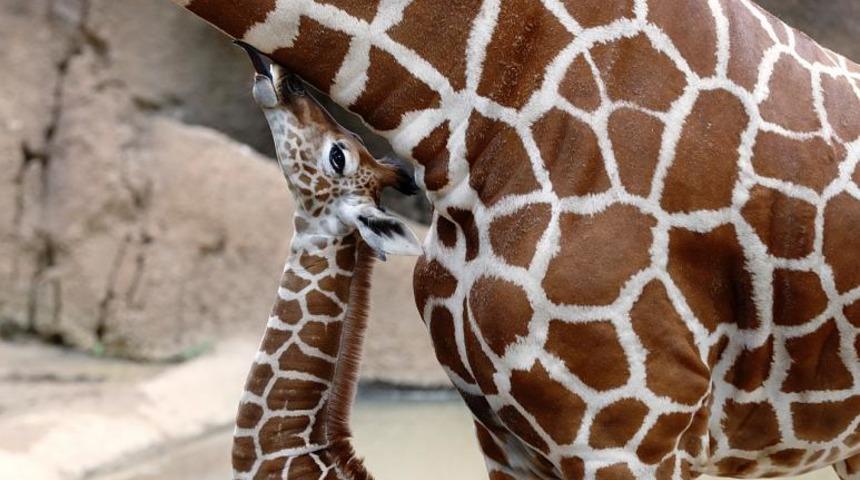 Endonezya'da doğan bir zürafaya Corona ismi verildi!