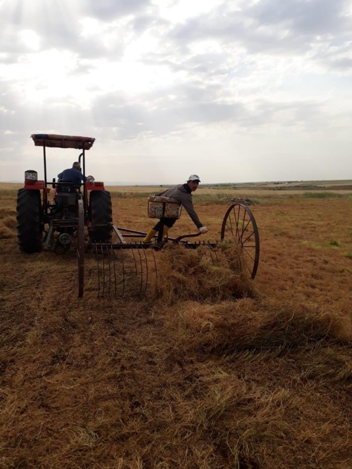 &Ccedil;ınar&rsquo;da yılın ilk mercimek hasadı yapıldı