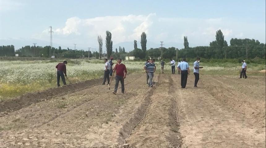 Iğdır’da lavanta dikimi yapıldı
