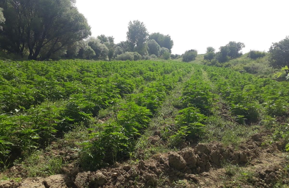 Diyarbakır'da rekor uyuşturucu ele ge&ccedil;irildi