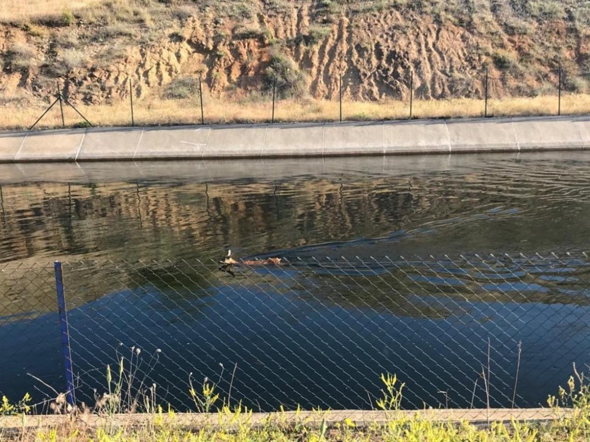 Su kanalına d&uuml;şen karacayı jandarma kurtardı