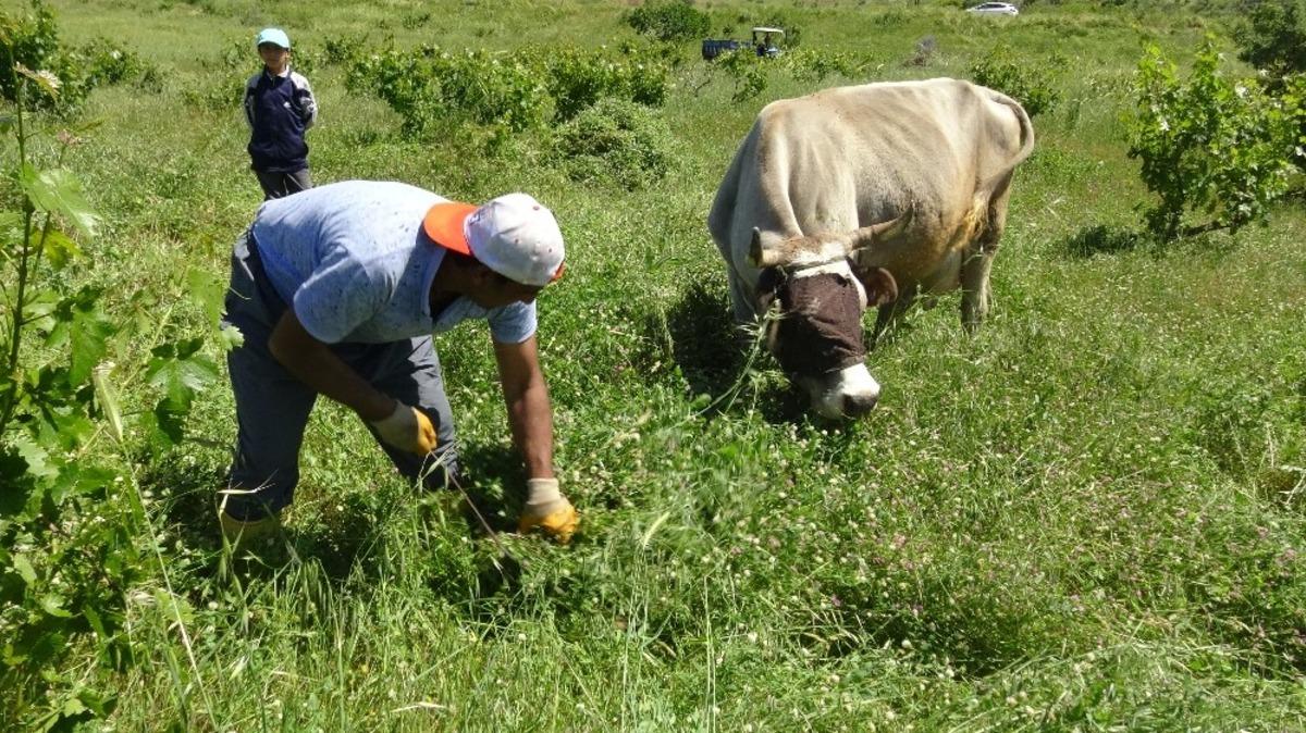 Gerc&uuml;ş&rsquo;te &ccedil;ift&ccedil;iler hayvanlarının kışlık yem ihtiyacı i&ccedil;in ot topluyor