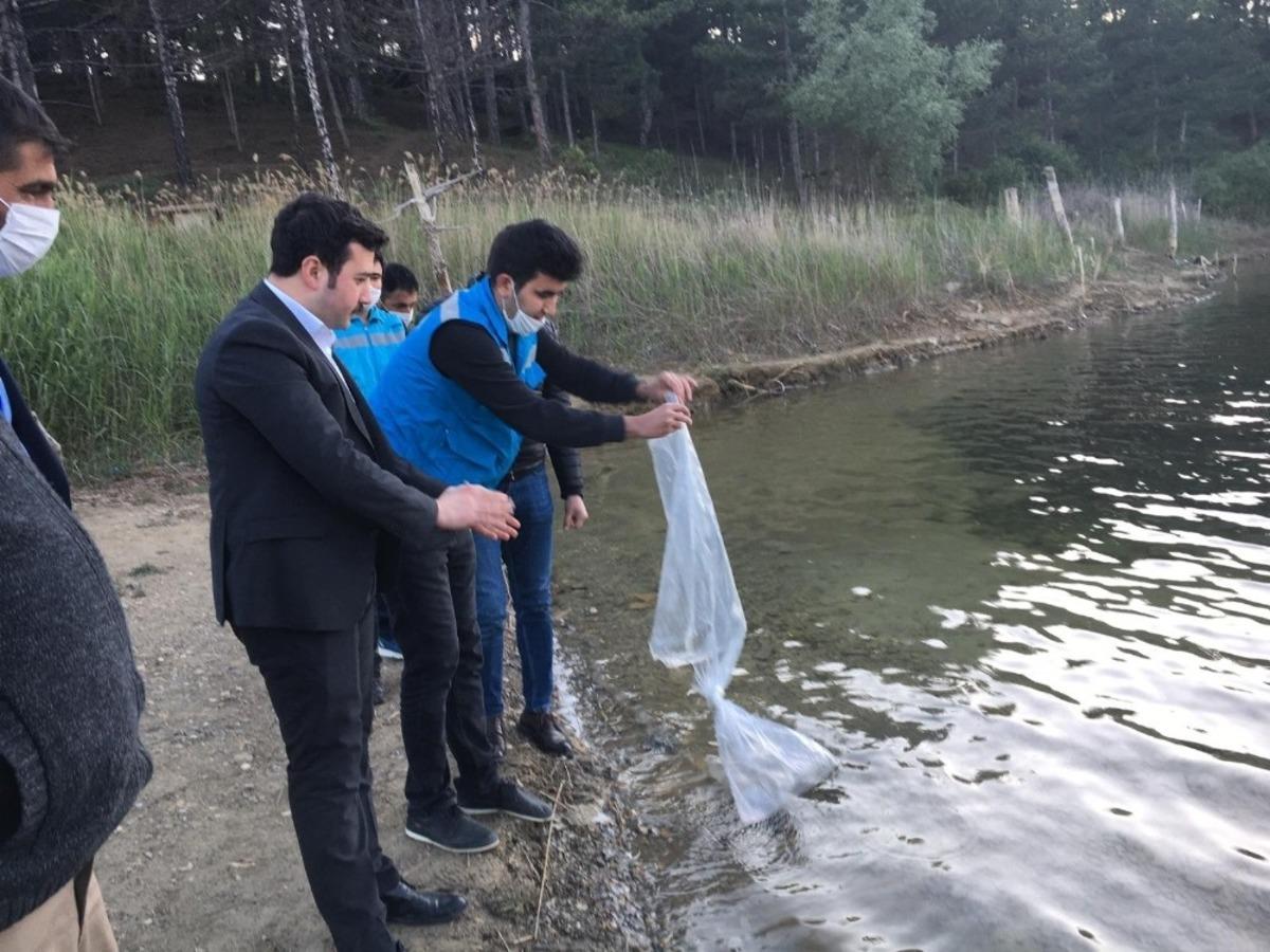 Pazarlar g&ouml;letlerine 10 bin adet sazan balığı yavrusu bırakıldı