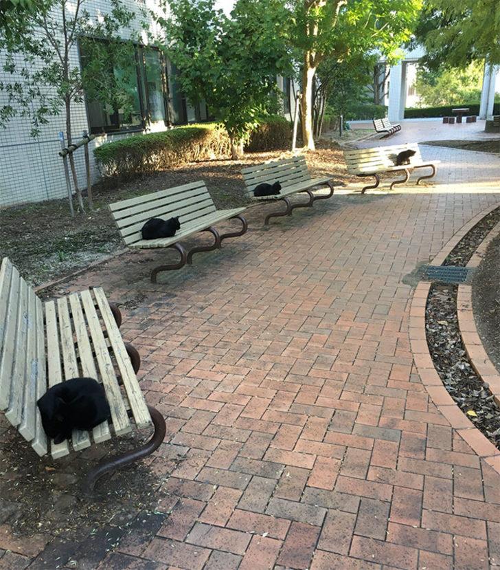 Filipinler'de sosyal mesafe kuralına uygun sıra bekleyen kediler olay oldu G5