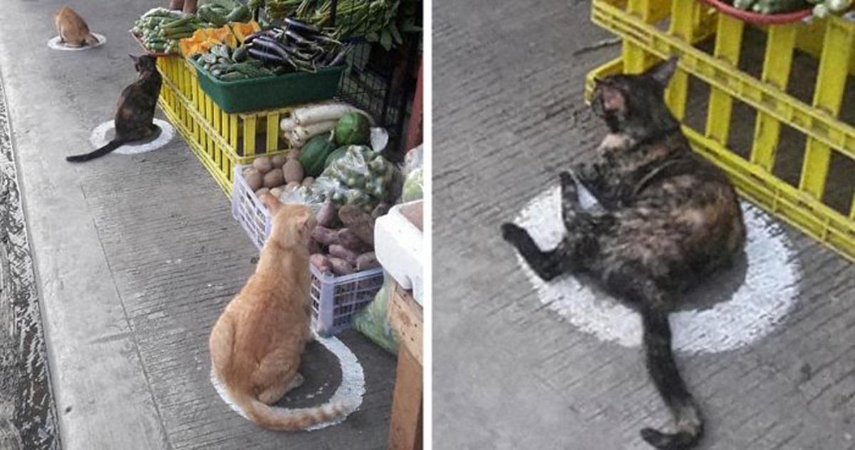 Filipinler'de sosyal mesafe kuralına uygun sıra bekleyen kediler olay oldu