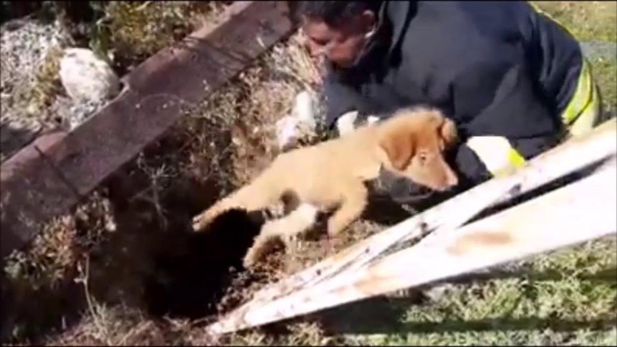 &Ccedil;ukura d&uuml;şen yavru k&ouml;pek itfaiye tarafından kurtarıldı