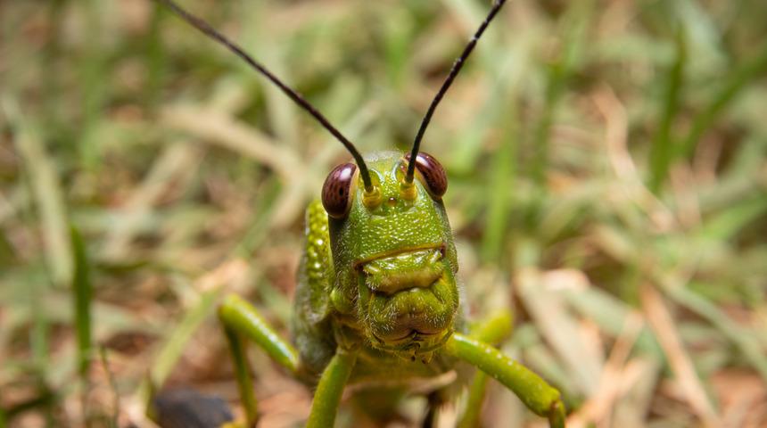 Çekirge istilasına karşı çılgın öneri: Gürültü yapın giderler