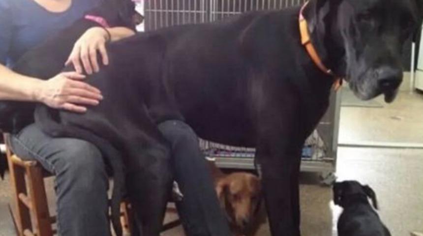 Sivas Kangalı geride kalır! İşte o dev köpekler!