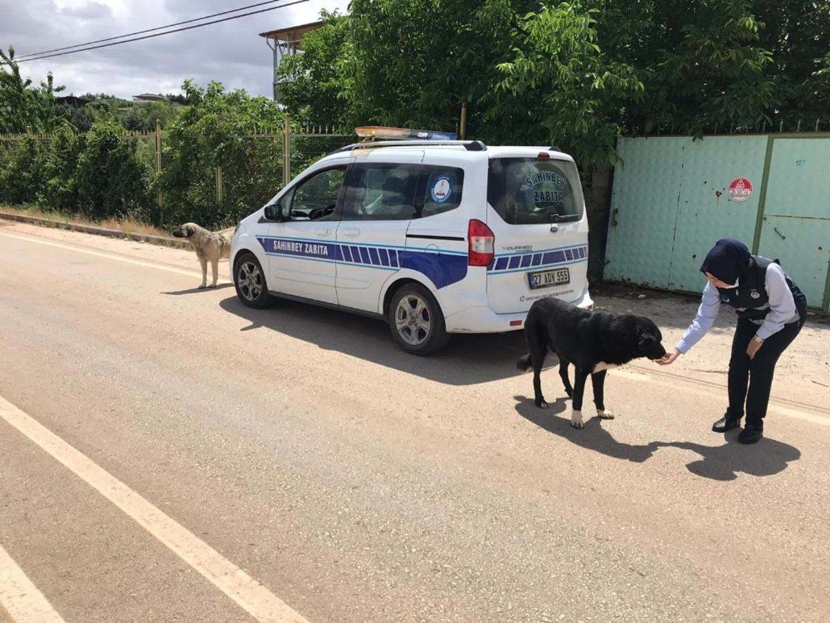 Yasak g&uuml;nlerinde sokak hayvanları unutulmayacak