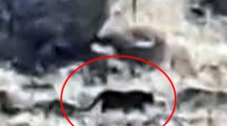 Bodrum&rsquo;da jaguara benzetilen hayvan merak uyandırdı