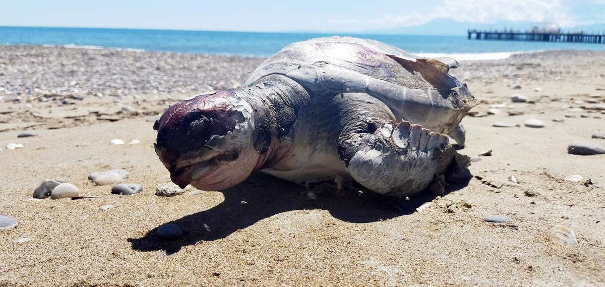 Belek'te 11 deniz kaplumbağası &ouml;l&uuml; bulundu