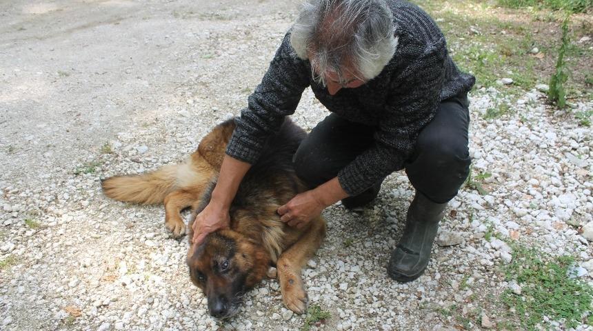 Balık &ccedil;iftliğini koruyan k&ouml;peği yaraladılar, somon balıklarını &ccedil;aldılar