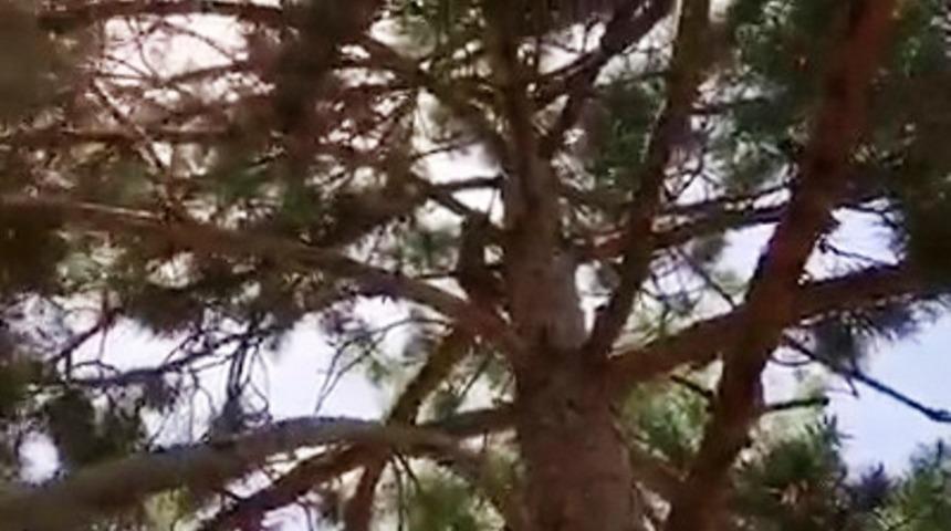 Tedavisi tamamlanan Sincap tekrar &ouml;zg&uuml;r