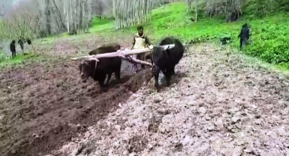 Bah&ccedil;esaray&rsquo;da Karasabanlar halen reva&ccedil;ta