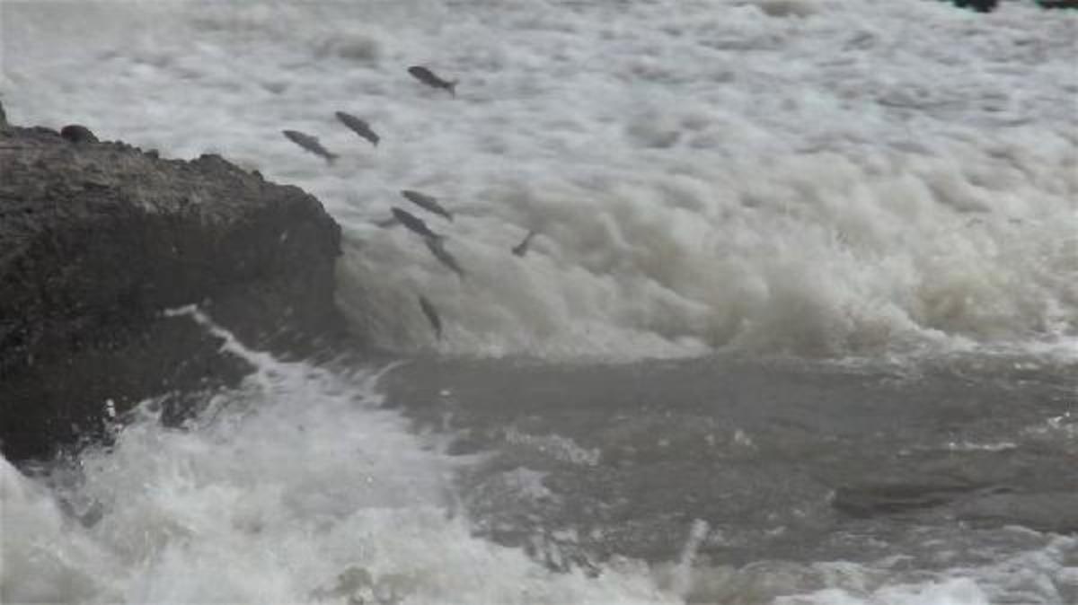 İlgin&ccedil; g&ouml;r&uuml;nt&uuml;ler! Tatlı su kefallerinin zorlu yolculuğu başladı