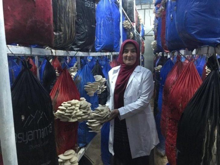 Yılda 3 ton mantar üretiyor G1