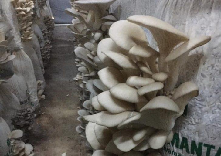 Yılda 3 ton mantar üretiyor G2