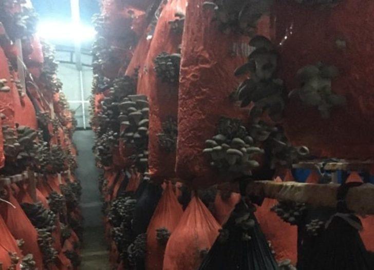 Yılda 3 ton mantar üretiyor G4