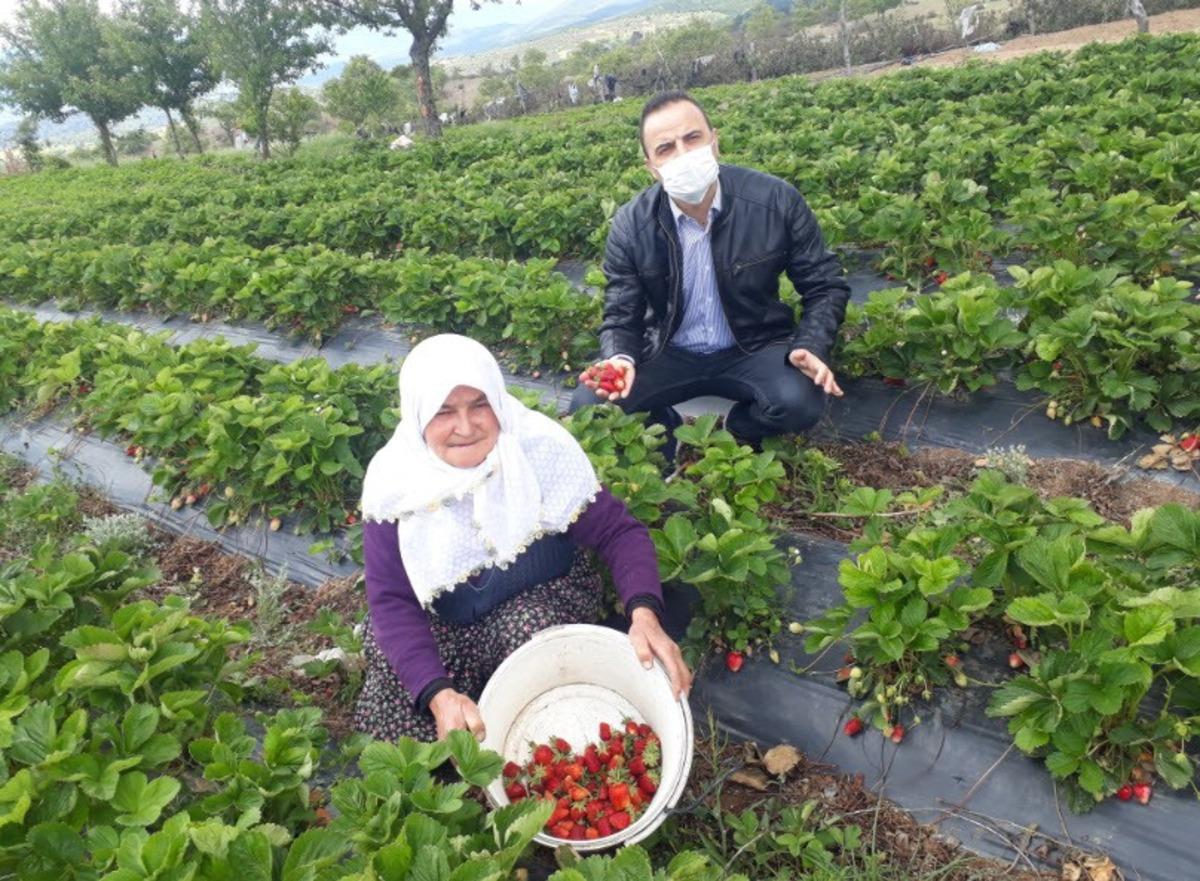 Organik &ccedil;ileğe ilgi