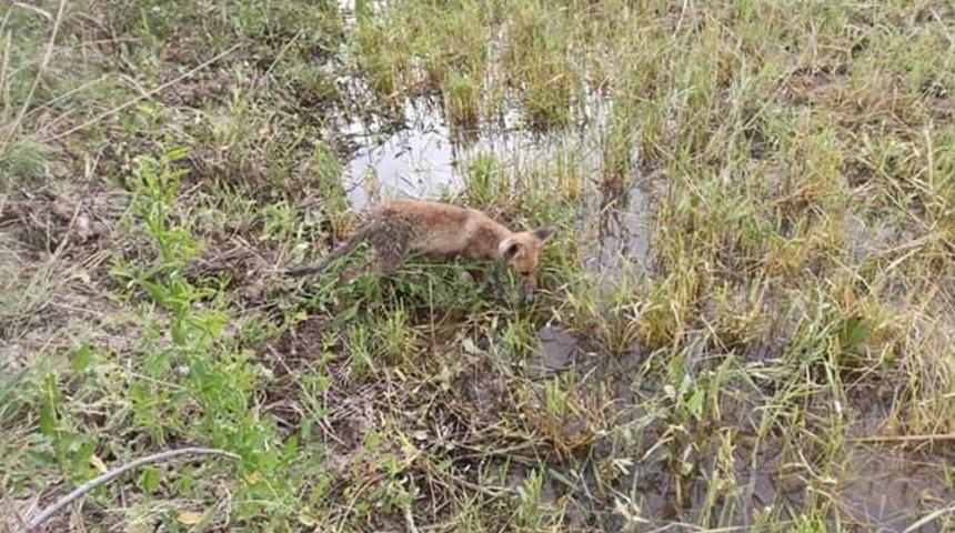 Bitkin halde bulunan tilki, bakımı yapılıp doğaya bırakıldı