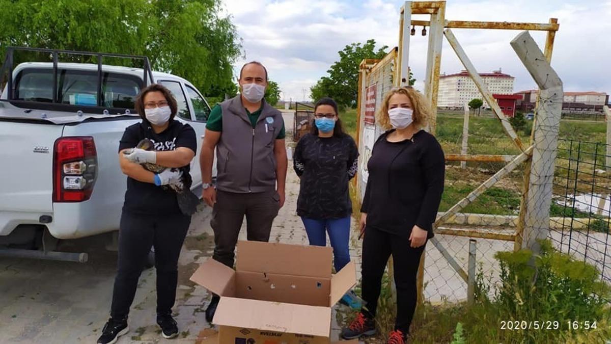 Kanadı kırık karabatak tedavi altında