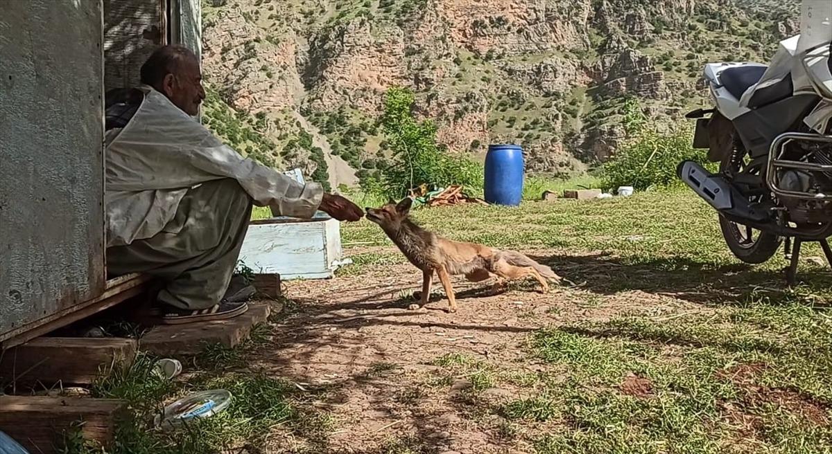 Hakkari'de arıcılar, b&ouml;lgeye gelen tilkiyi elleriyle besliyor