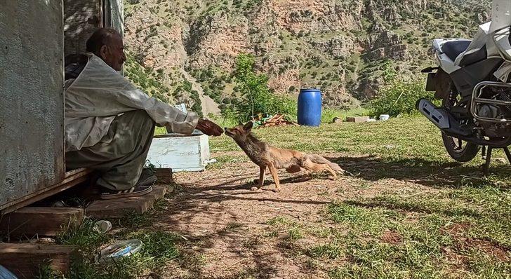 Hakkari'de arıcılar, bölgeye gelen tilkiyi elleriyle besliyor G1