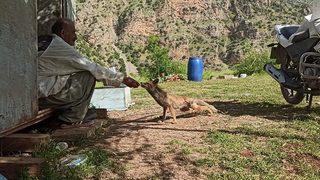 Hakkari'de arıcılar, bölgeye gelen tilkiyi elleriyle besliyor