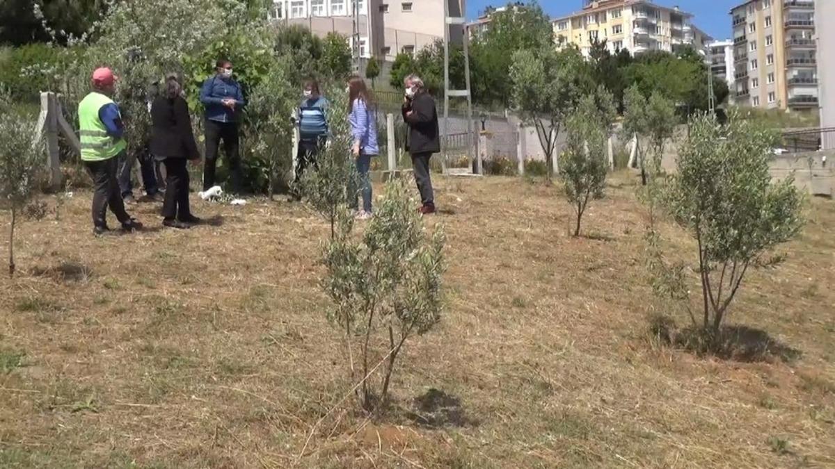 Sinop zeytini canlanıyor