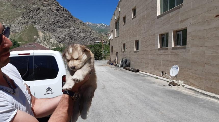 K&ouml;pek yavruları sağlık taramasından ge&ccedil;ti