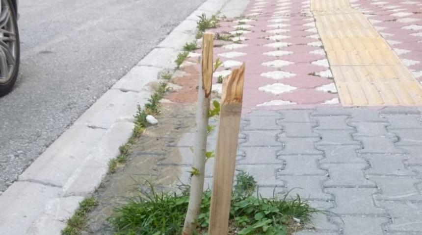 Samandağ&rsquo;da kimliği belirsiz kişiler, park ve yollardaki ağa&ccedil;lara zarar verdi