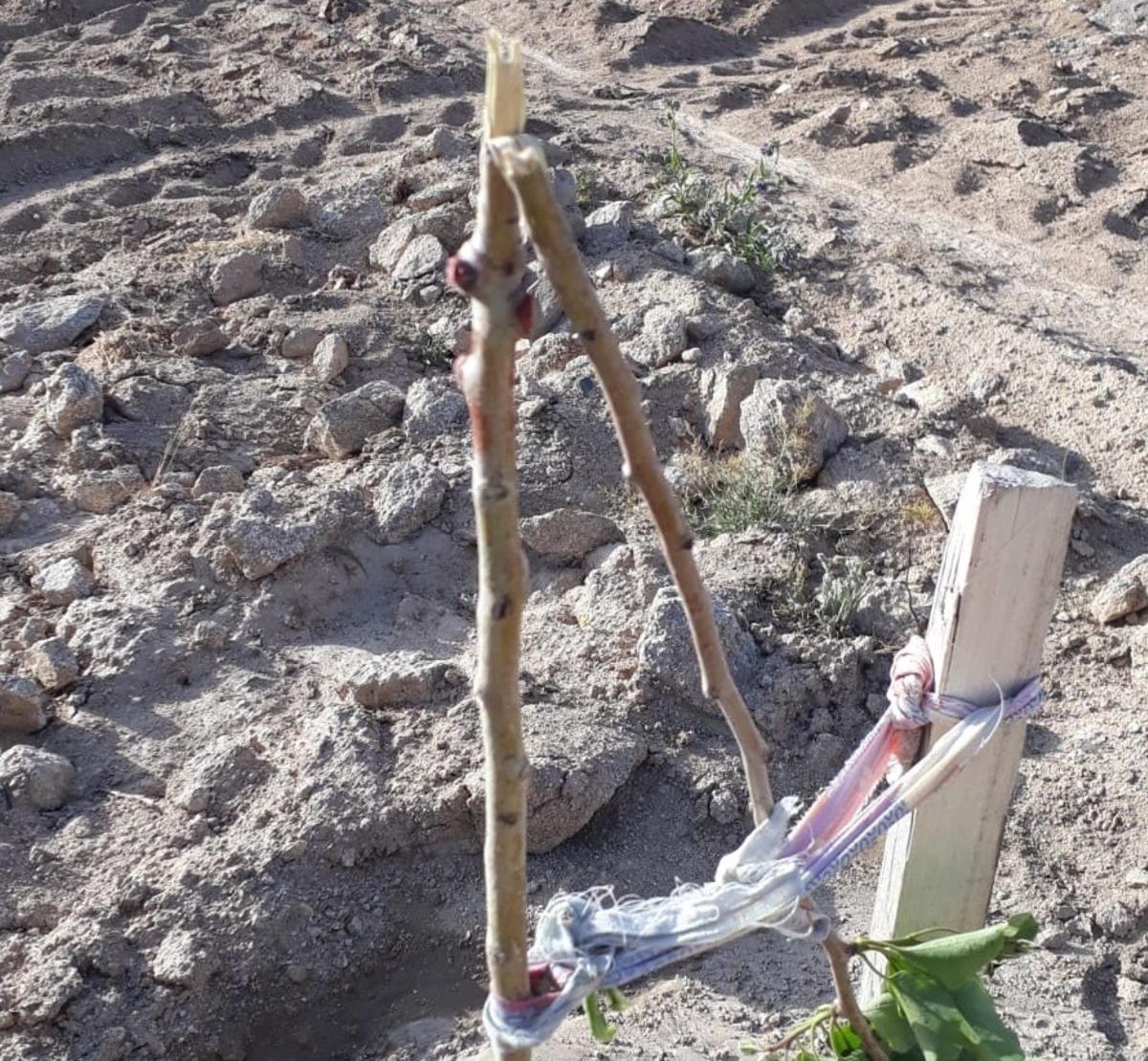 &Ouml;rnek g&ouml;sterilen bah&ccedil;edeki armut fidanlarına zarar verdiler